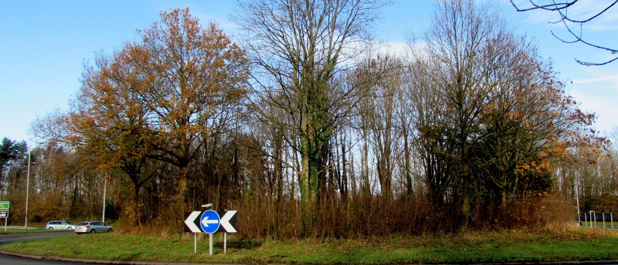 Trees on the A40 roundabout, Raglan, Monmouthshire. Photo: Jaggery, CC BY-SA 2.0, via Geograph (geograph.org.uk/photo/6720307) and Wikimedia Commons