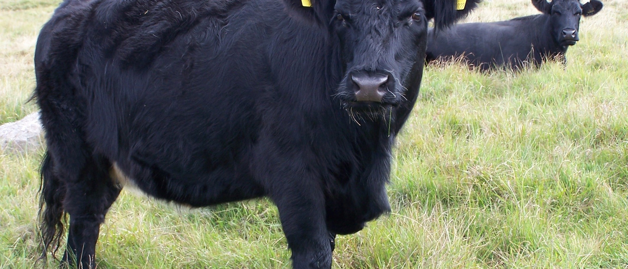 Welsh Black cattle near Penderyn. Photo: Darren Wyn Rees at Penderyn Online, CC BY-SA 4.0, via Wikimedia Commons