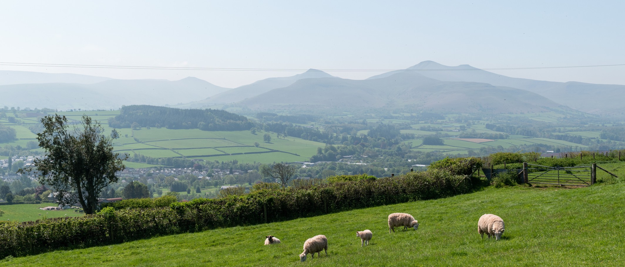 Sheep in a field on the lower slopes of Pen-y-crug, May 2023. Archive photo: Dominic Nelson, CC BY-SA 4.0, via Wikimedia Commons.