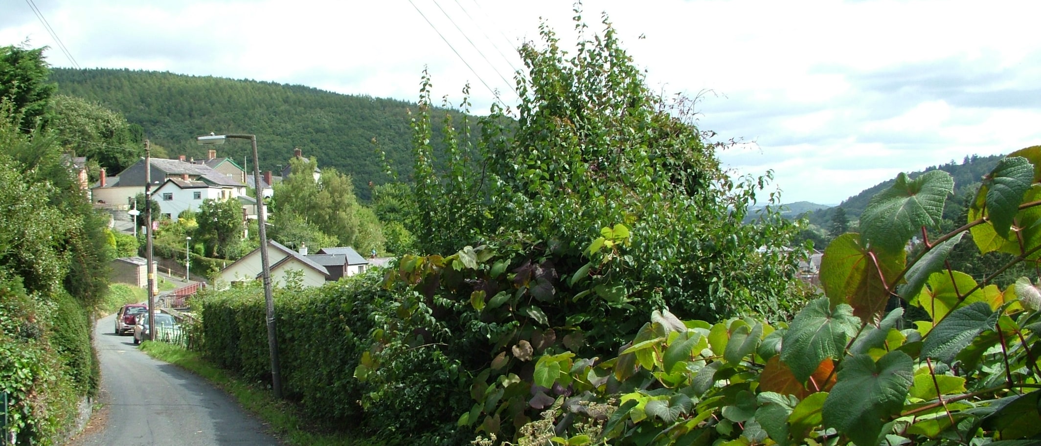 Homes on Mill Road in Knighton, Powys, photographed by Peter Evans.