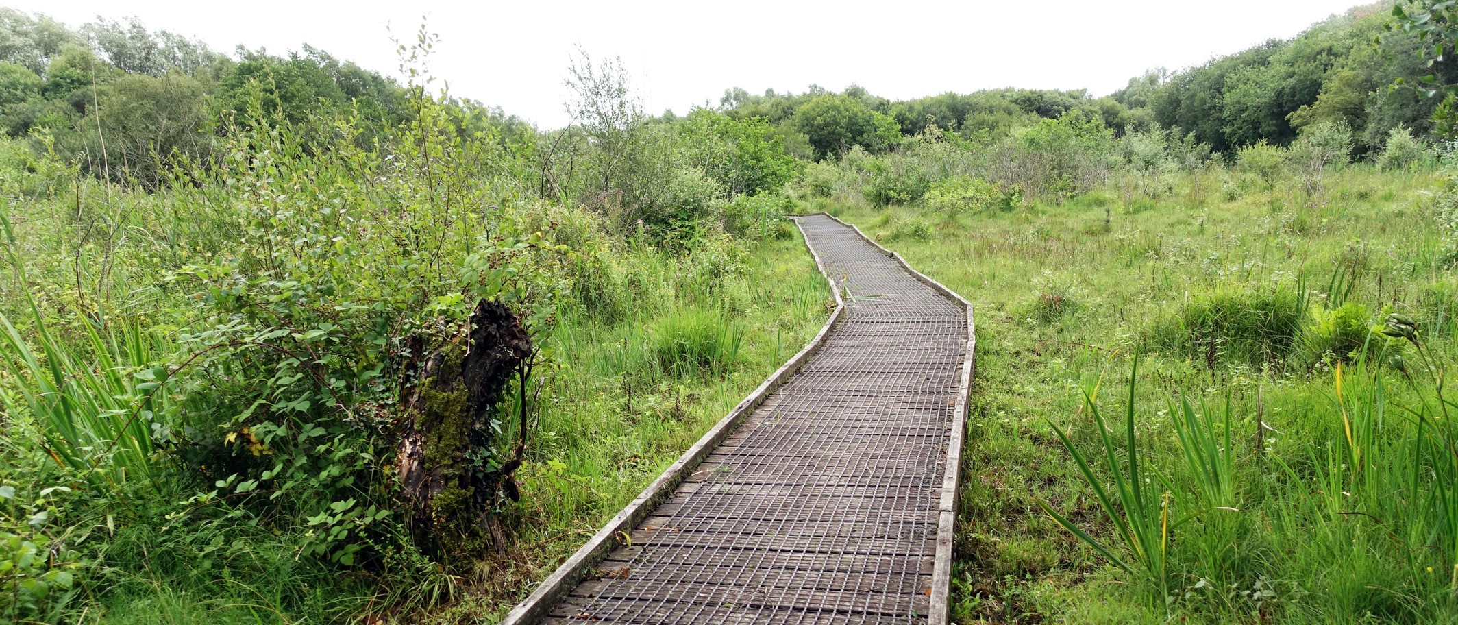Archive: Crymlyn Bog, Swansea, 29 July 2018, one of the Welsh locations involved in Sownd. Photo: Tiia Monto, CC BY-SA 3.0, via Wikimedia Commons.